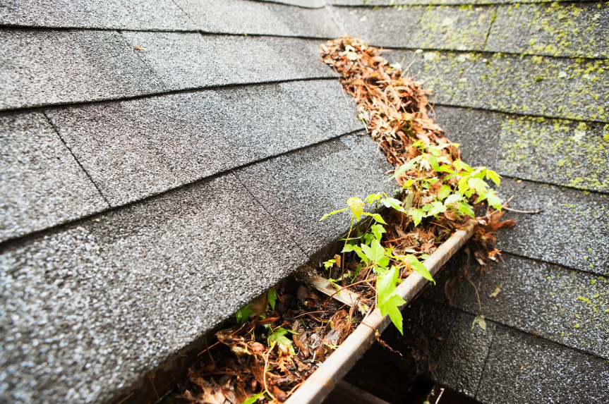 Spring preventative roof care tips